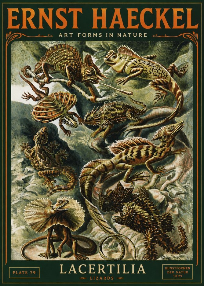 Ernst Haeckel Lacertilia Lizards No4 - Juliste