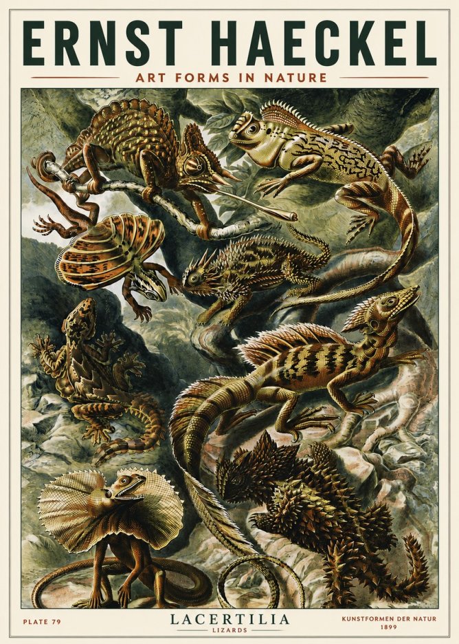 Ernst Haeckel Lacertilia Lizards No5 - Juliste