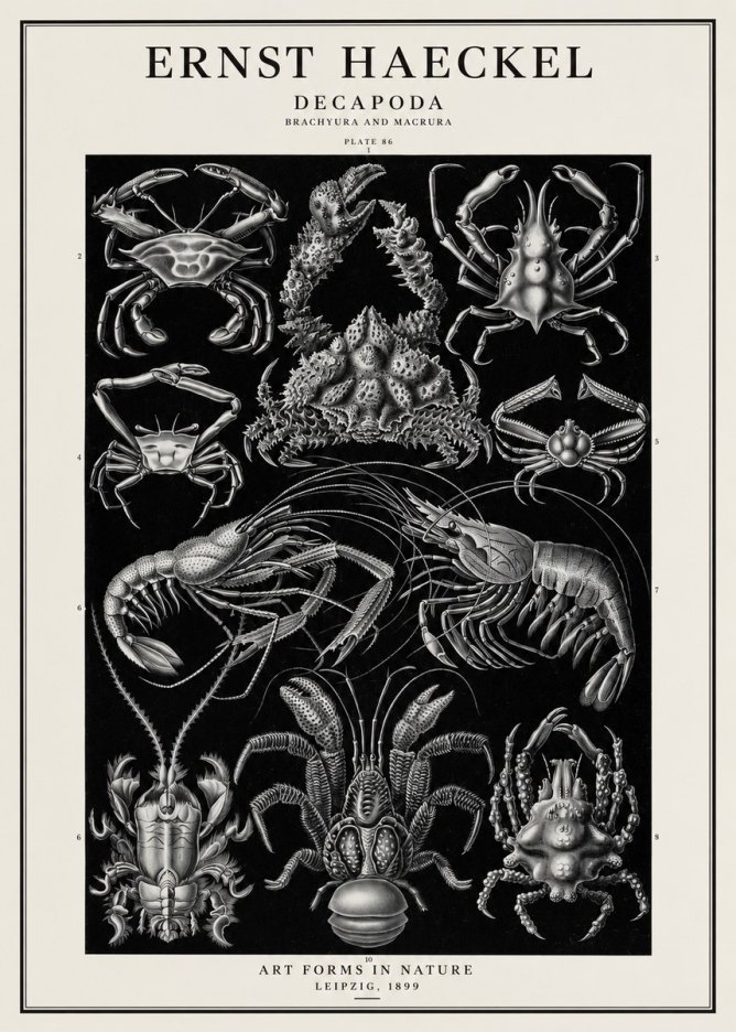 Ernst Haeckel Decapoda Brachyura and Macrura Plate 86 No1 - Juliste