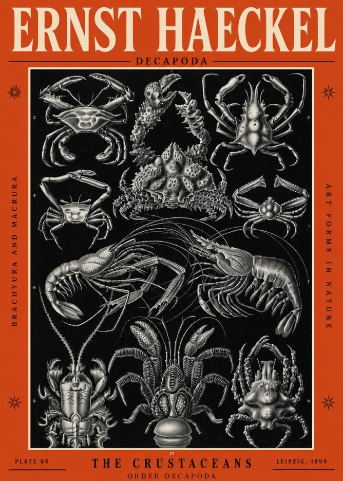 Ernst Haeckel Decapoda Brachyura and Macrura Plate 86 No2 - Juliste