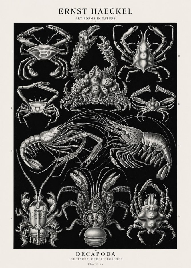 Ernst Haeckel Decapoda Brachyura and Macrura Plate 86 No3 - Juliste