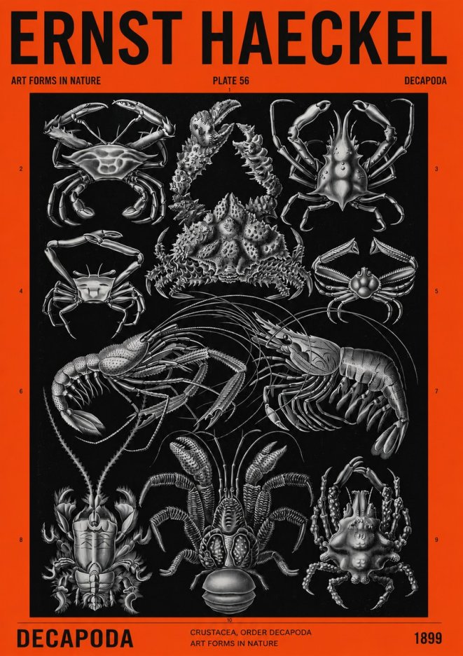 Ernst Haeckel Decapoda Brachyura and Macrura Plate 86 No4 - Juliste