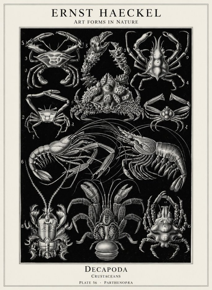 Ernst Haeckel Decapoda Brachyura and Macrura Plate 86 No5 - Juliste