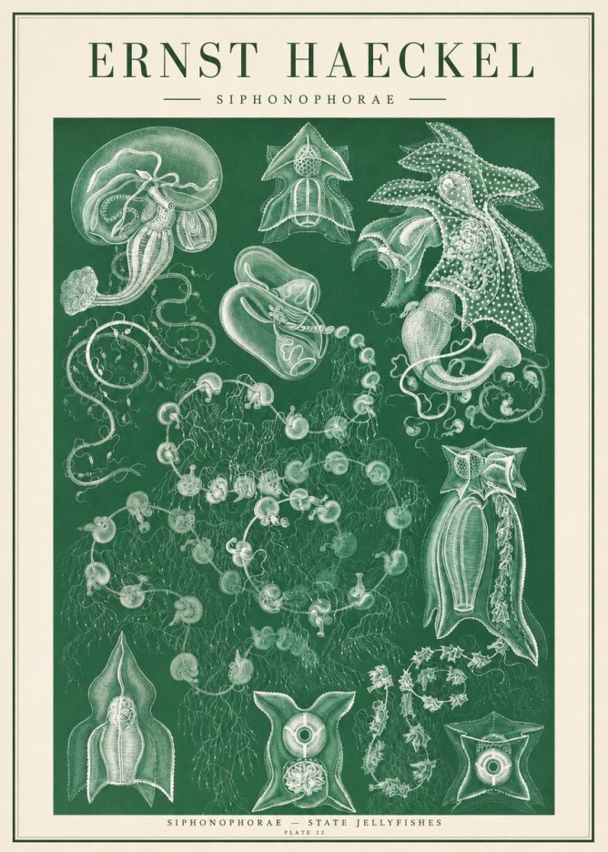 Ernst Haeckel Siphonophorae. — Statequallen. Plate 17 No2 - Juliste