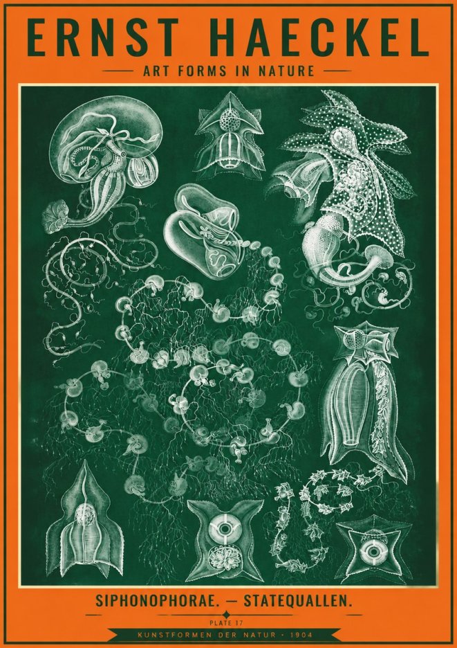 Ernst Haeckel Siphonophorae. — Statequallen. Plate 17 No4 - Juliste
