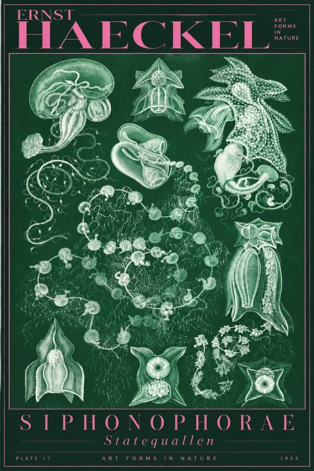 Ernst Haeckel Siphonophorae. — Statequallen. Plate 17 No5 - Juliste