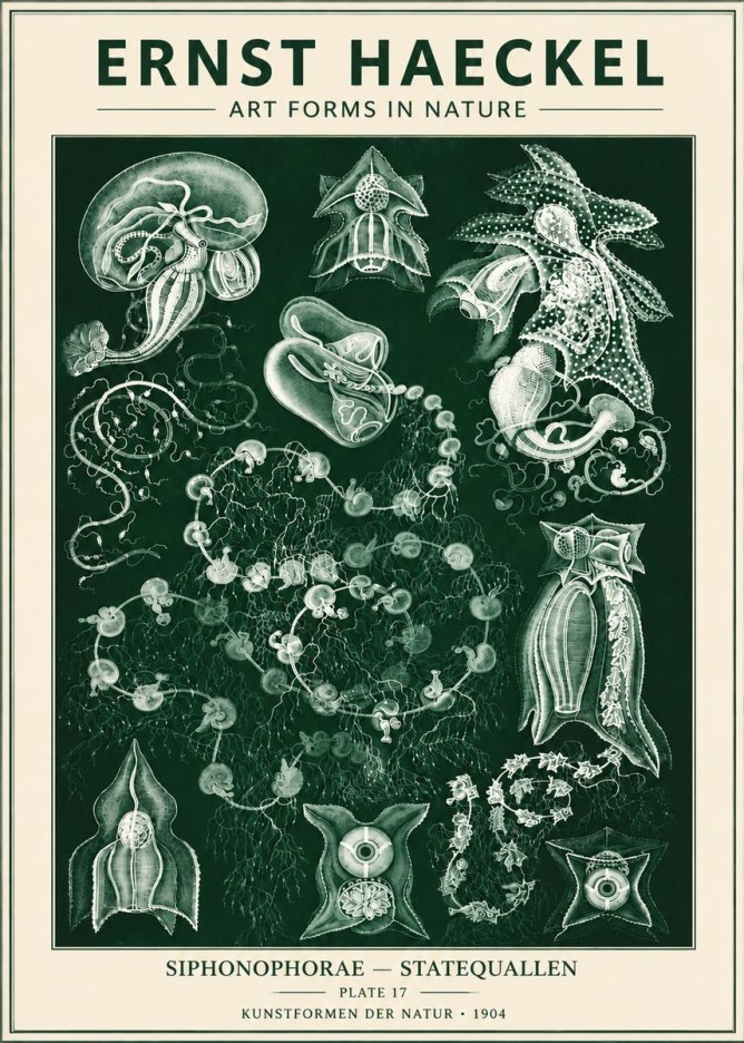 Ernst Haeckel Siphonophorae. — Statequallen. Plate 17 No6 - Juliste