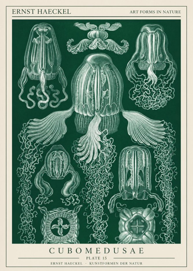 Ernst Haeckel Cubomedusae No1 - Juliste