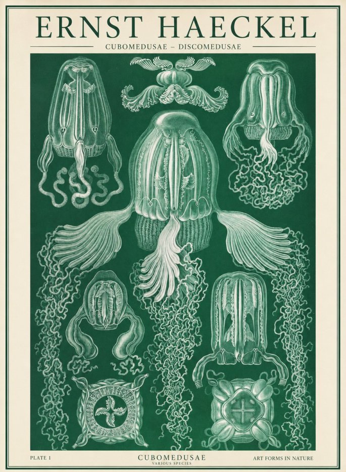 Ernst Haeckel Cubomedusae No2 - Juliste