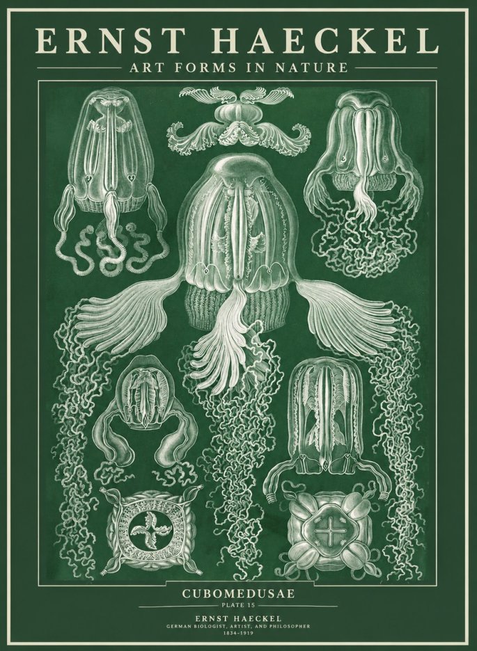 Ernst Haeckel Cubomedusae No3 - Juliste