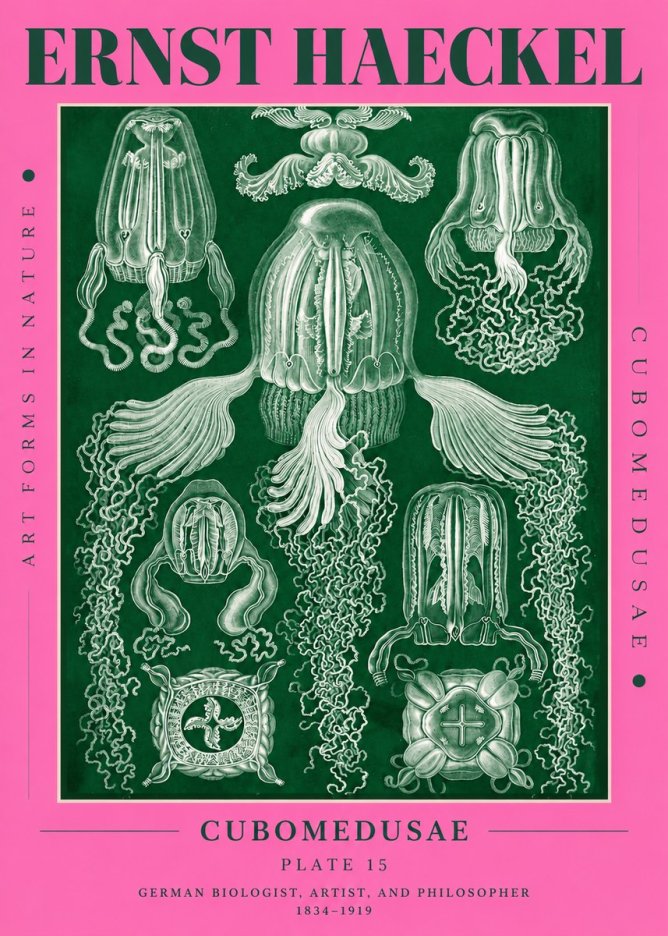 Ernst Haeckel Cubomedusae No4 - Juliste