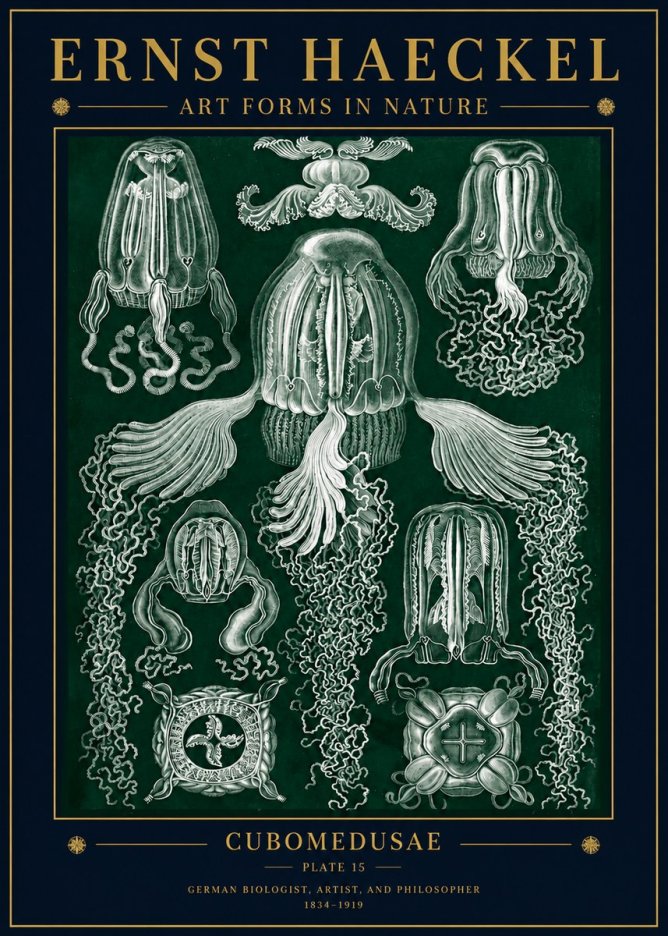 Ernst Haeckel Cubomedusae No5 - Juliste