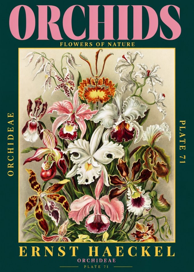 Ernst Haeckel Orchids No2 - Juliste