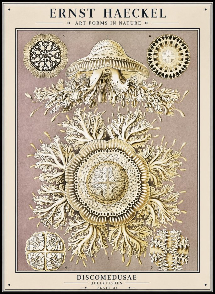 Ernst Haeckel Discomedusae No1 - Juliste