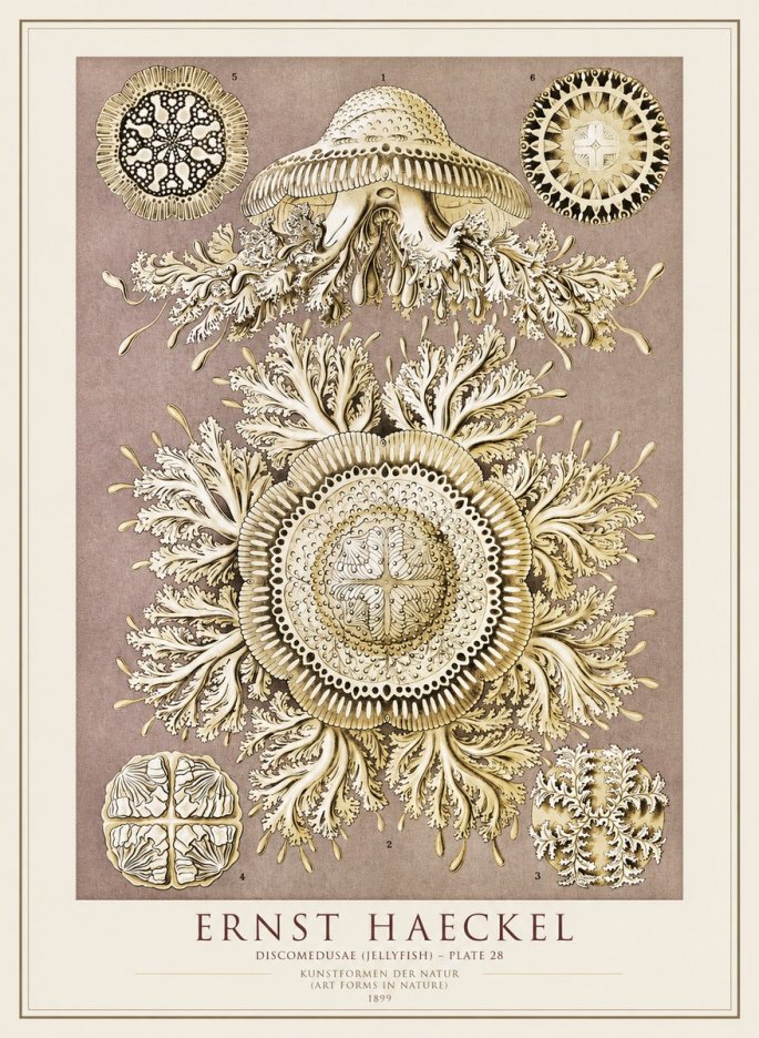Ernst Haeckel Discomedusae No4 - Juliste