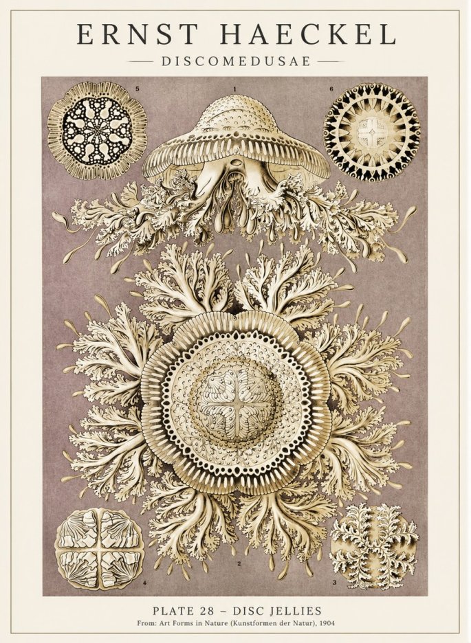 Ernst Haeckel Discomedusae No5 - Juliste
