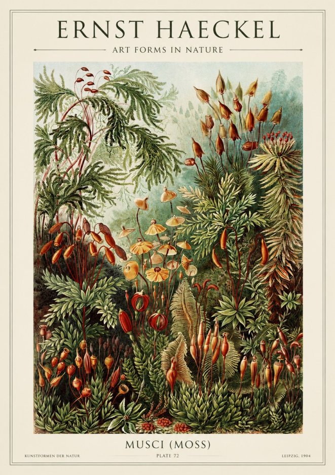 Ernst Haeckel Musci (Moss) No1 - Juliste