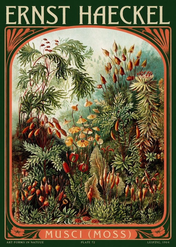 Ernst Haeckel Musci (Moss) No2 - Juliste