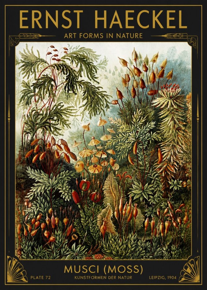 Ernst Haeckel Musci (Moss) No4 - Juliste