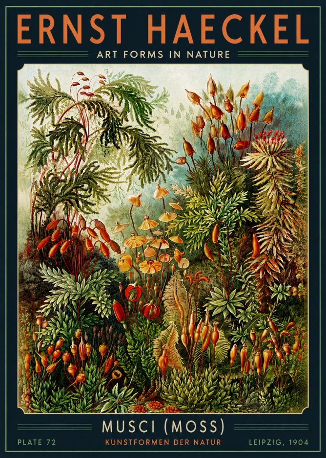 Ernst Haeckel Musci (Moss) No5 - Juliste