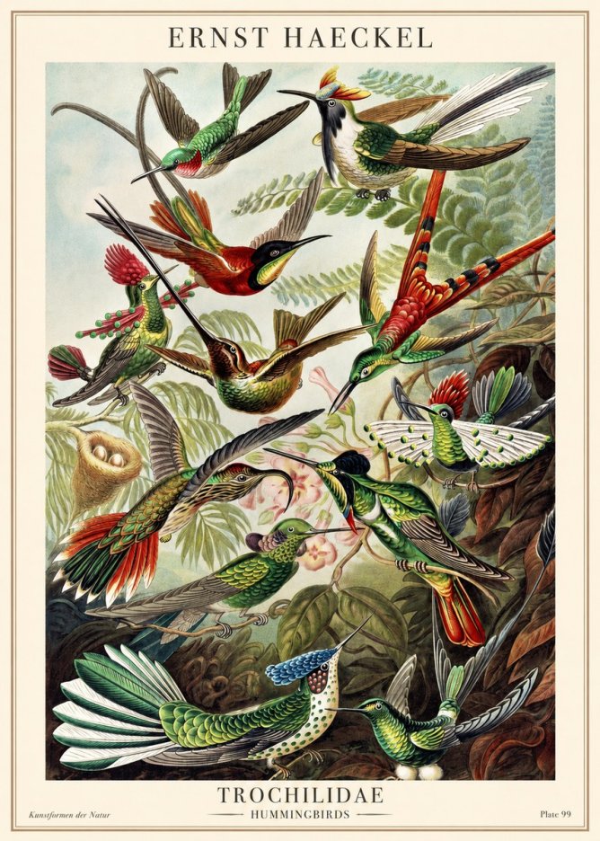 Ernst Haeckel Trochilidae - Hummingbirds No1 - Juliste