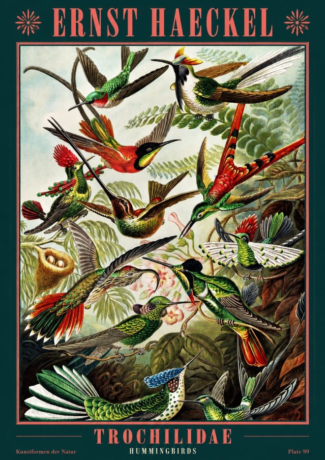 Ernst Haeckel Trochilidae - Hummingbirds No2 - Juliste