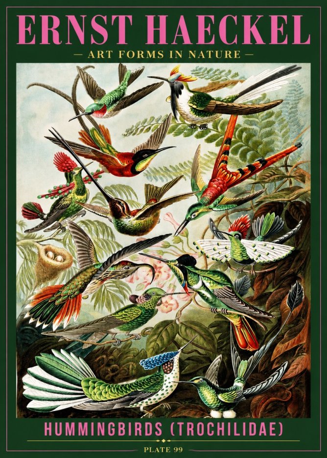 Ernst Haeckel Trochilidae - Hummingbirds No4 - Juliste