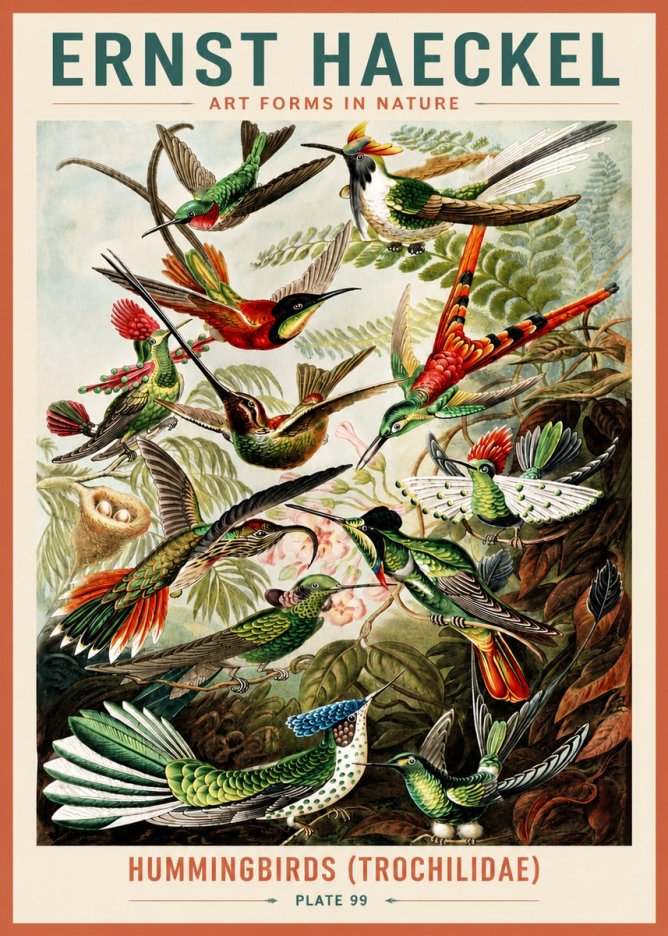 Ernst Haeckel Trochilidae - Hummingbirds No5 - Juliste