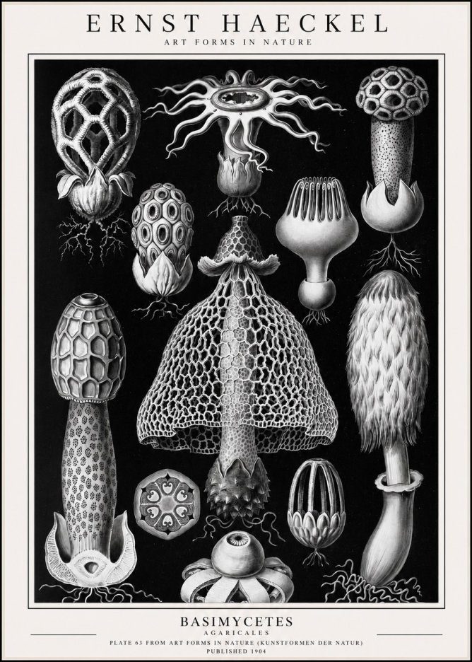 Ernst Haeckel Basimycetes Agaricales No1 - Juliste