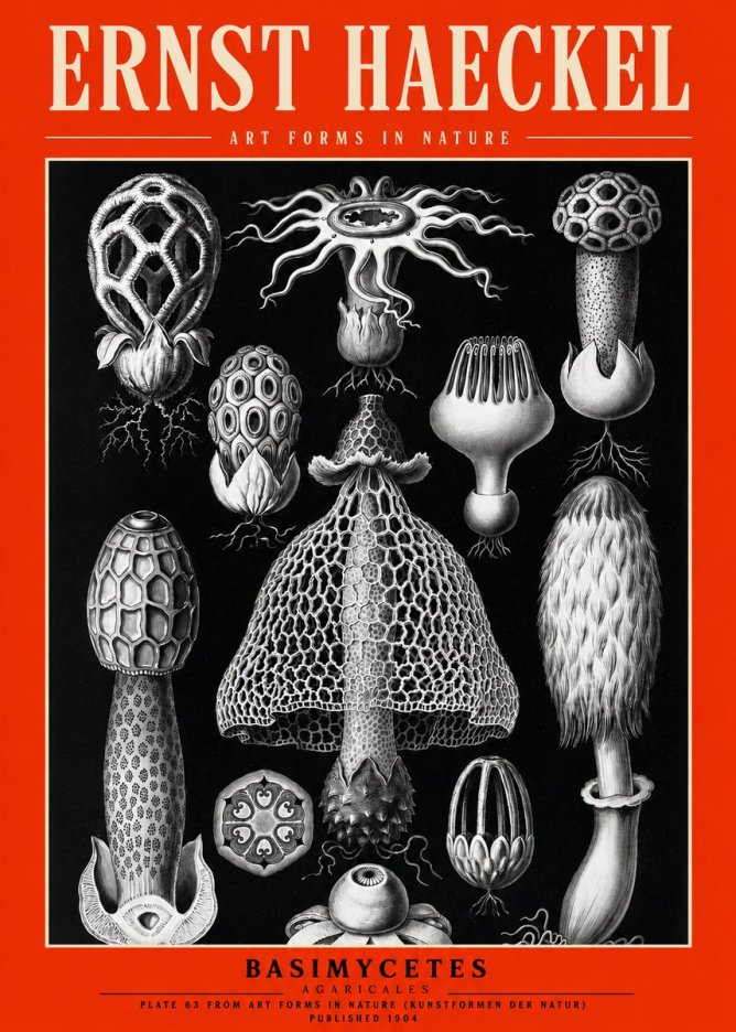 Ernst Haeckel Basimycetes Agaricales No2 - Juliste