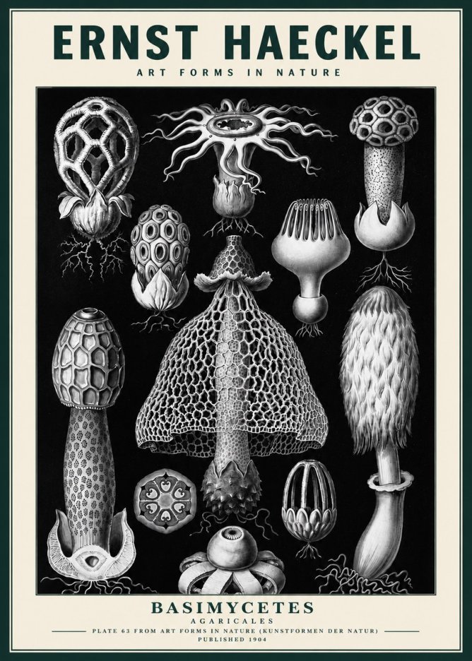 Ernst Haeckel Basimycetes Agaricales No3 - Juliste