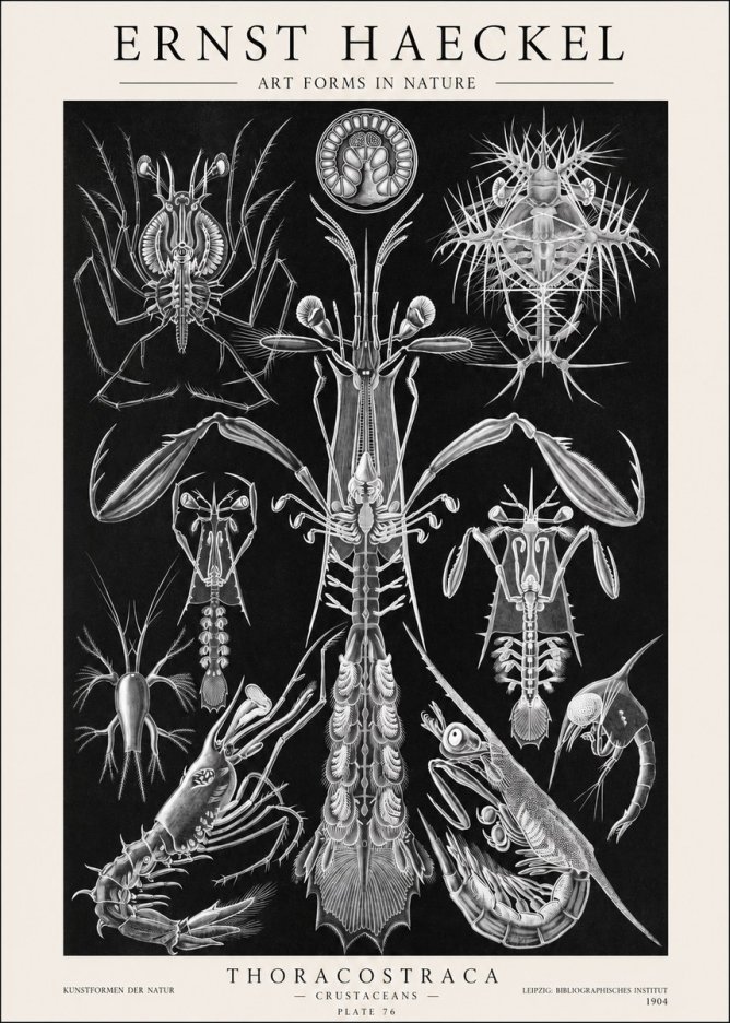 Ernst Haeckel Thoraocostraca - Crustaceans - Plate 76 No1 - Juliste