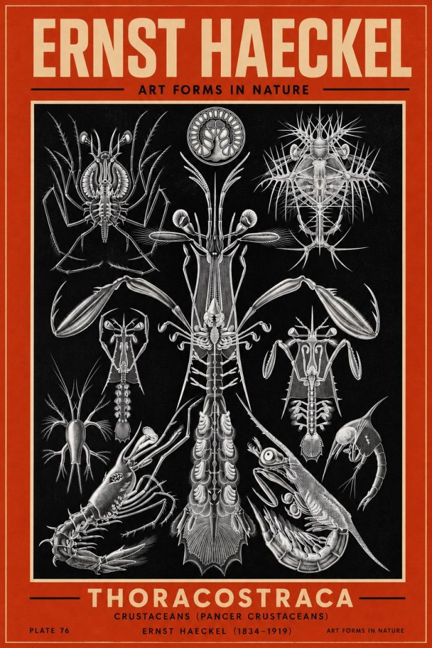 Ernst Haeckel Thoraocostraca - Crustaceans - Plate 76 No3 - Juliste