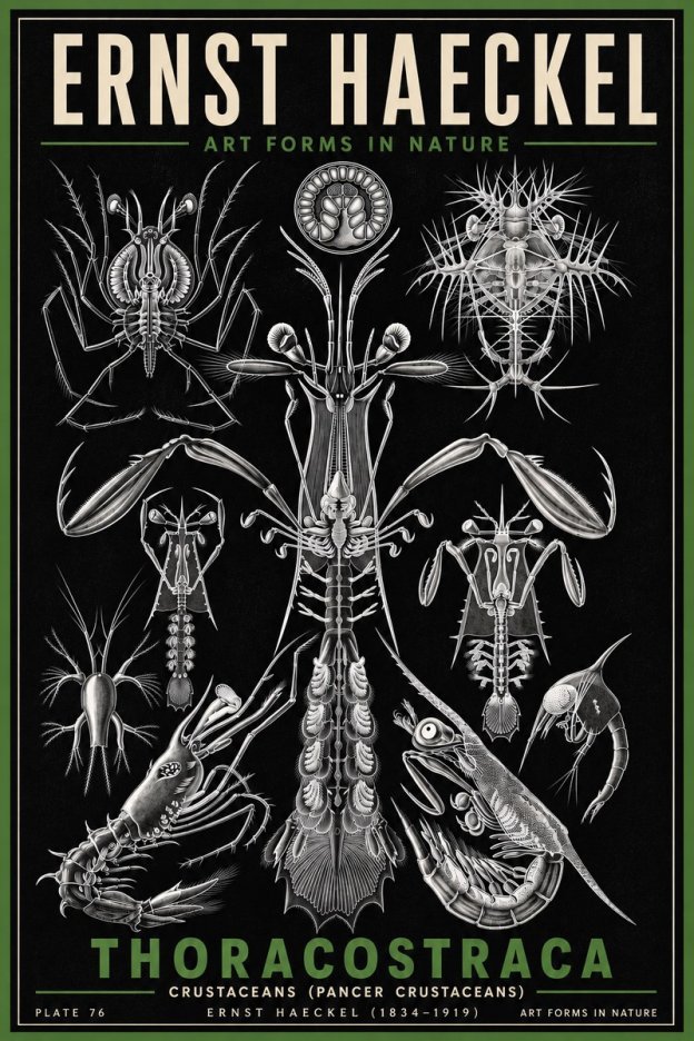 Ernst Haeckel Thoraocostraca - Crustaceans - Plate 76 No6 - Juliste