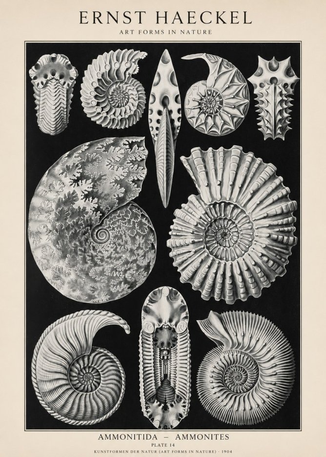 Ernst Haeckel Ammonitida - Ammonites No1 - Juliste