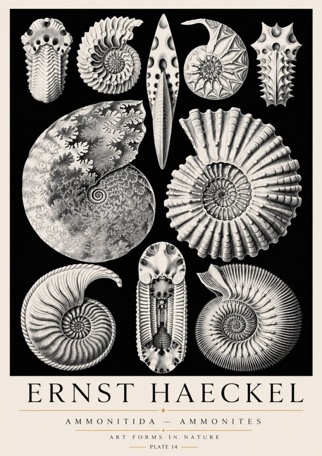 Ernst Haeckel Ammonitida - Ammonites No3 - Juliste