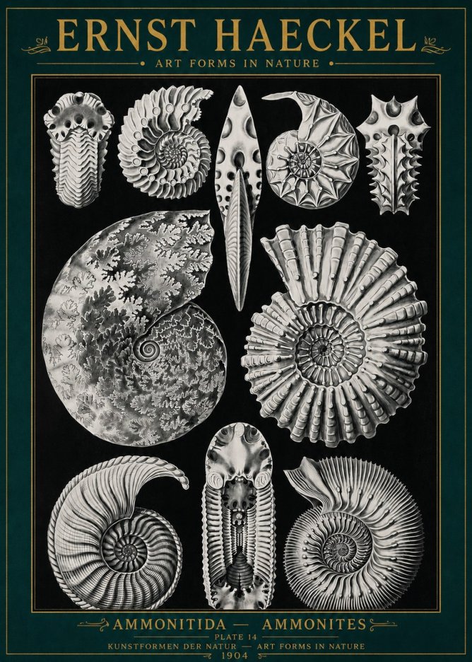 Ernst Haeckel Ammonitida - Ammonites No4 - Juliste