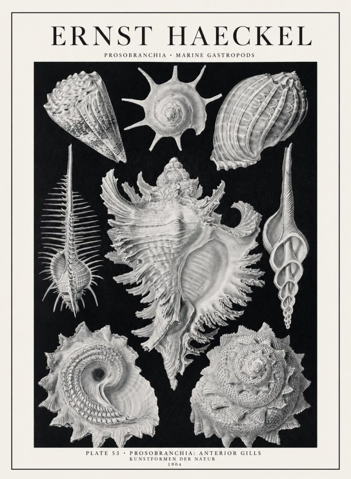 Ernst Haeckel Prosobranchia - Marine Gastropods No1 - Juliste