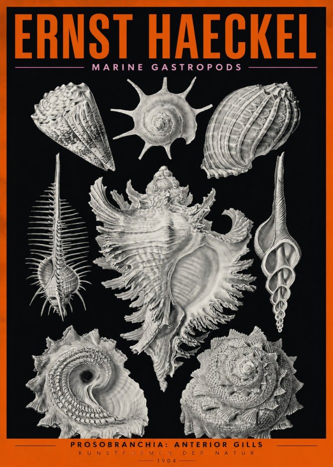 Ernst Haeckel Prosobranchia - Marine Gastropods No2 - Juliste