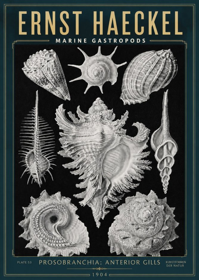 Ernst Haeckel Prosobranchia - Marine Gastropods No3 - Juliste