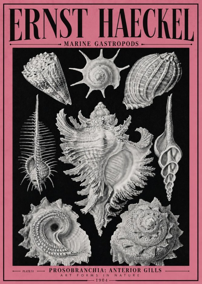 Ernst Haeckel Prosobranchia - Marine Gastropods No4 - Juliste