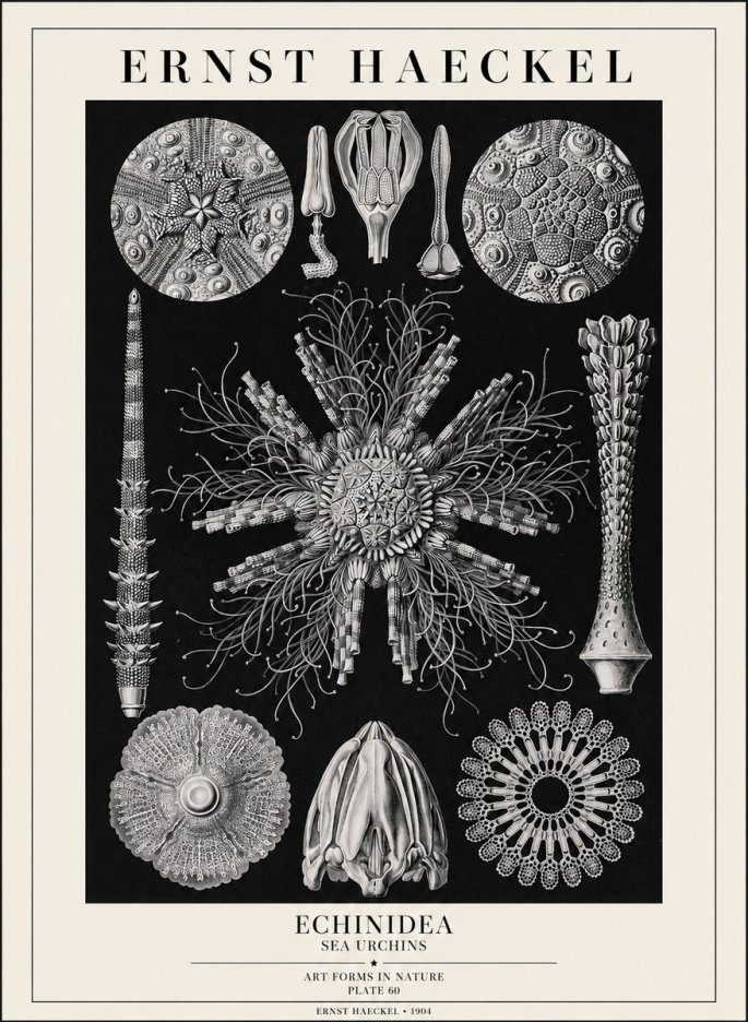 Ernst Haeckel Echinidea Sea Urchins No1 - Juliste