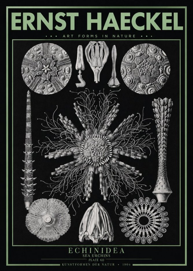 Ernst Haeckel Echinidea Sea Urchins No3 - Juliste