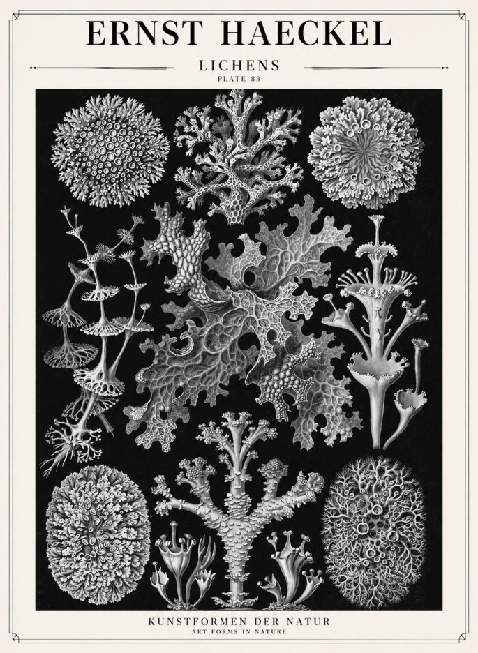 Ernst Haeckel Lichens - Plate 83 No1 - Juliste