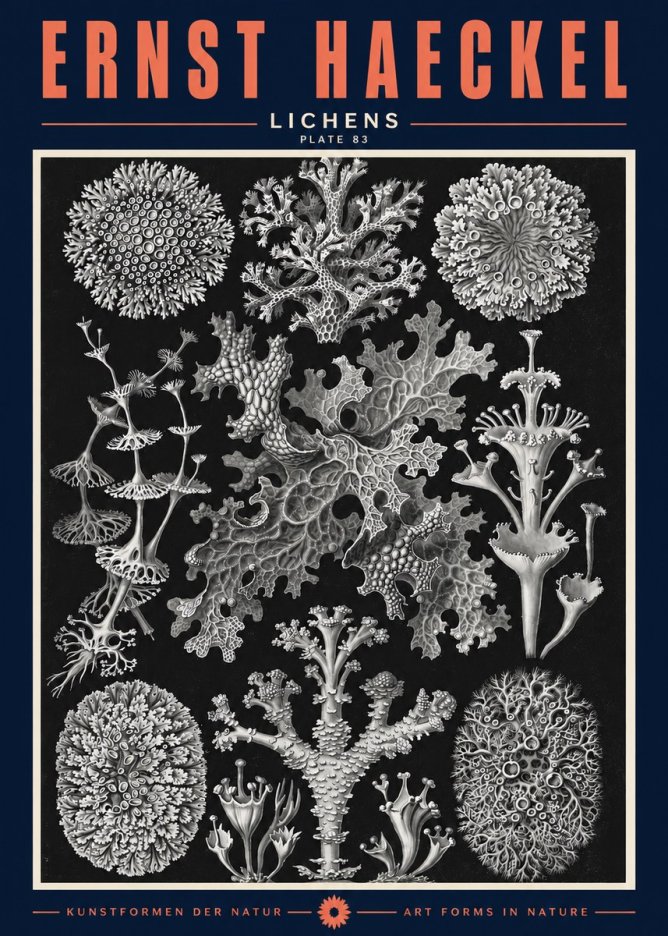 Ernst Haeckel Lichens - Plate 83 No2 - Juliste