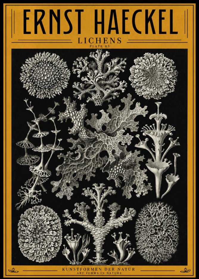 Ernst Haeckel Lichens - Plate 83 No4 - Juliste