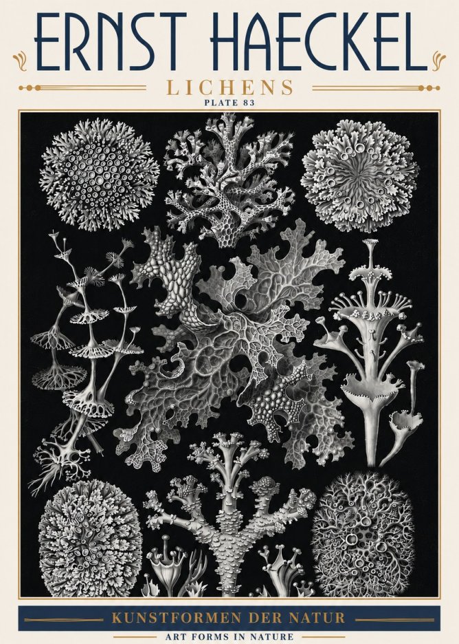 Ernst Haeckel Lichens - Plate 83 No6 - Juliste