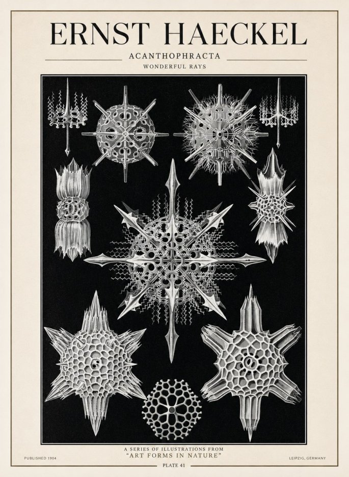 Ernst Haeckel Acanthophracta - Wonderful Rays No1 - Juliste