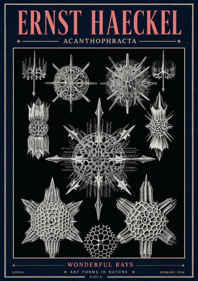 Ernst Haeckel Acanthophracta - Wonderful Rays No4 - Juliste