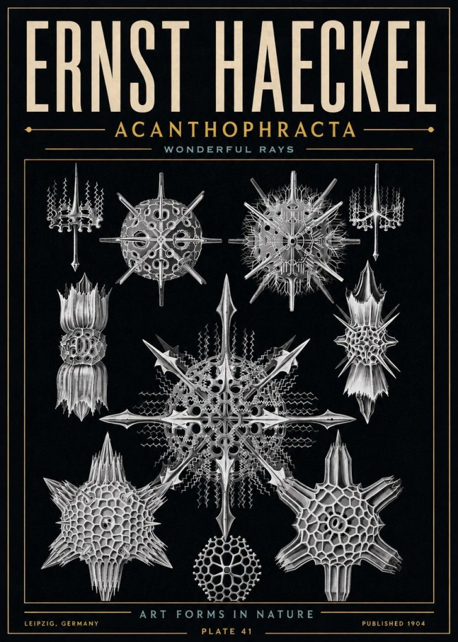 Ernst Haeckel Acanthophracta - Wonderful Rays No6 - Juliste